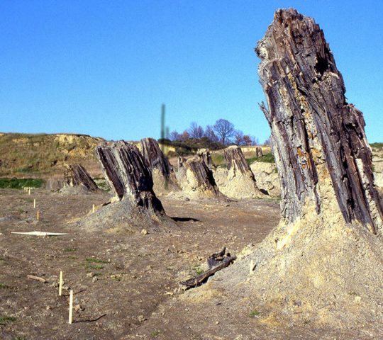 Foresta fossile di Dunarobba