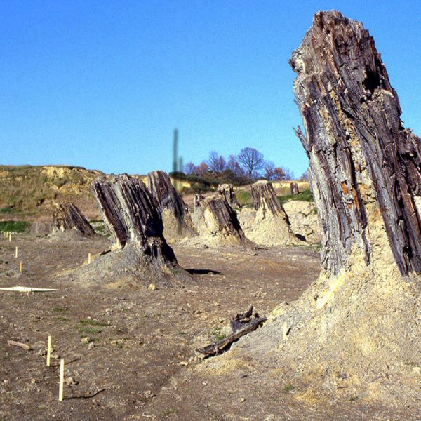 Foresta fossile di Dunarobba