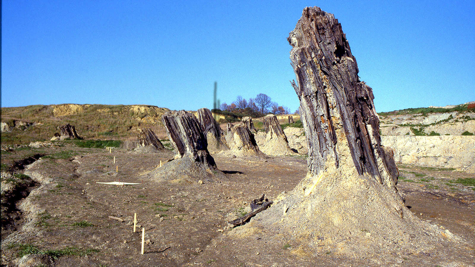 Foresta fossile
