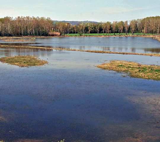 Oasi di Alviano