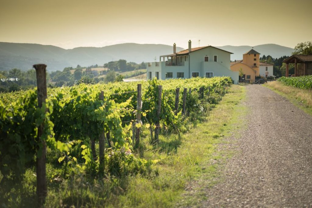 Oil and wine: journey through the flavors of Umbria