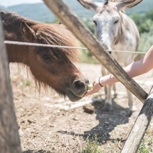 Visit The Educational Farm